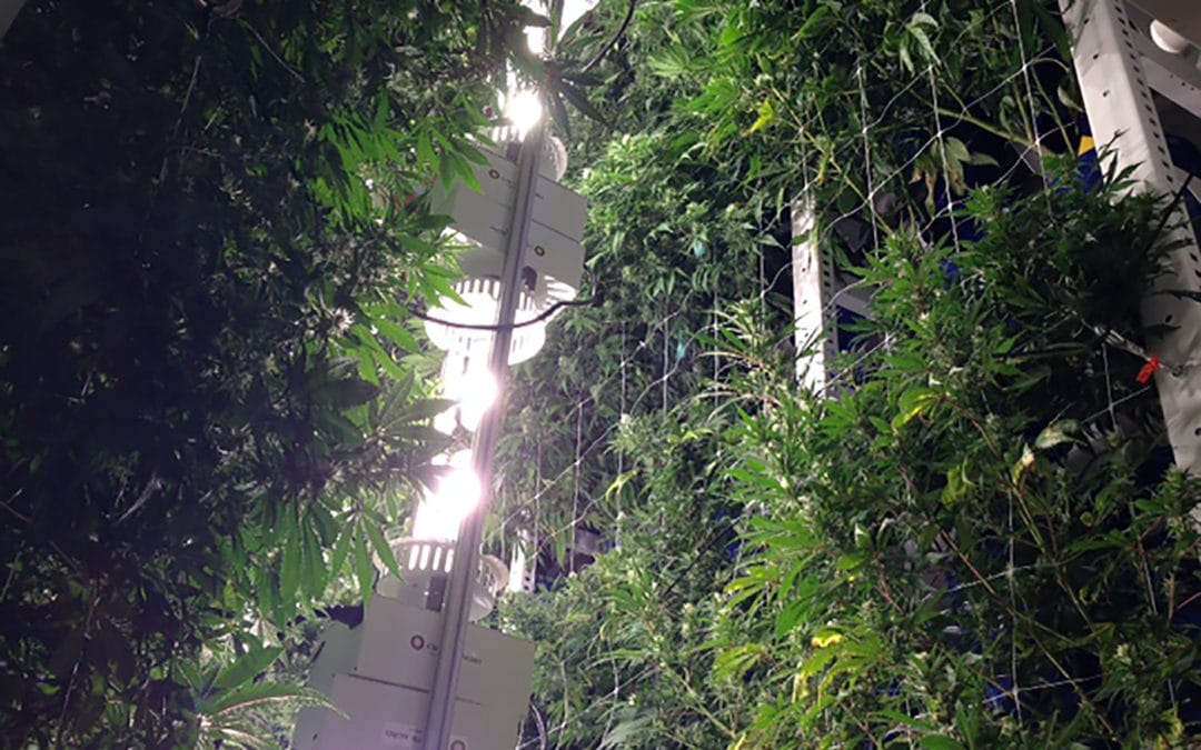 The Pros and Cons of Vertical Cannabis Grows