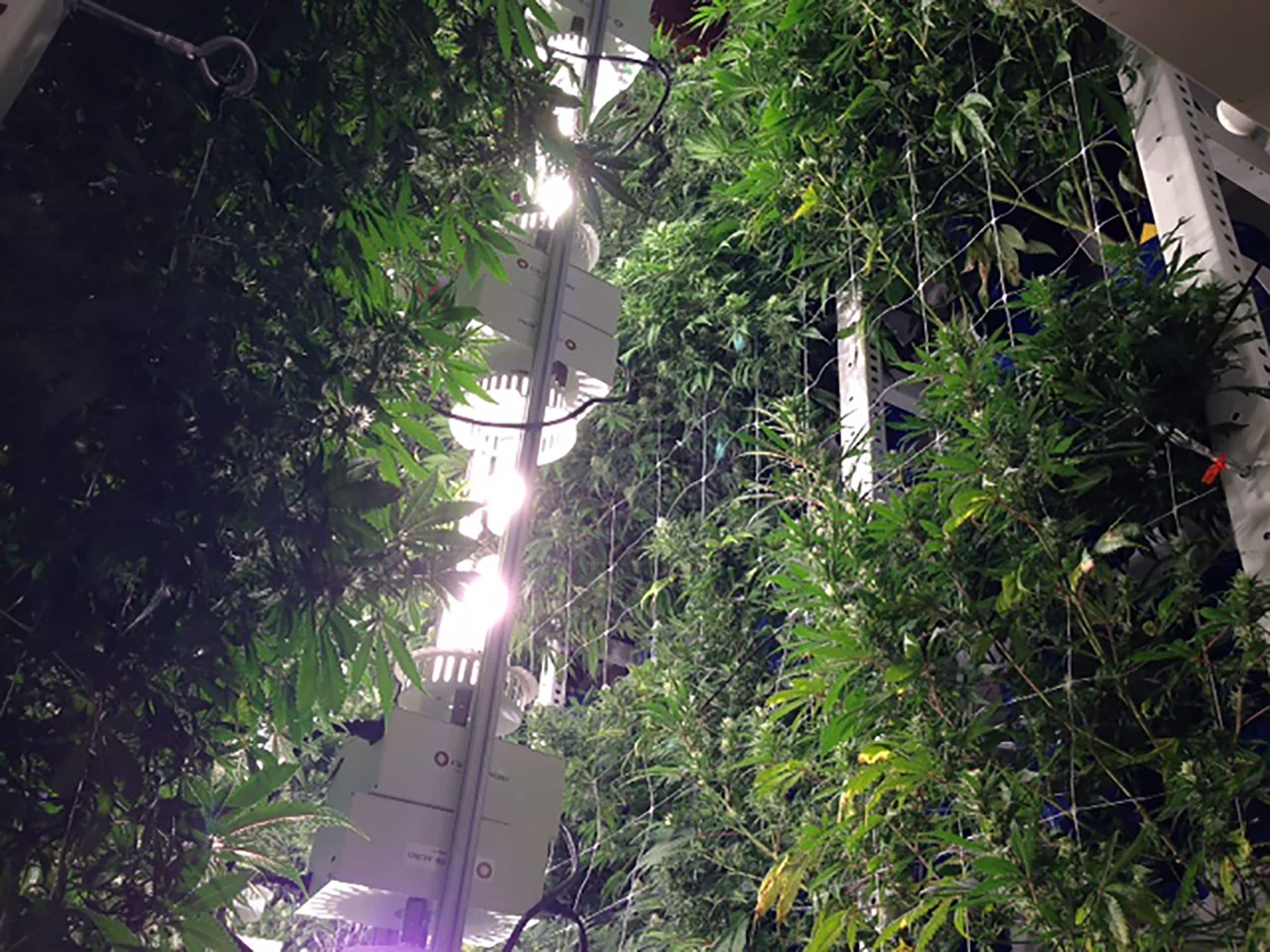 vertical cannabis grow