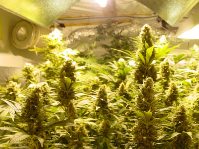 How to grow three pounds of cannabis per light