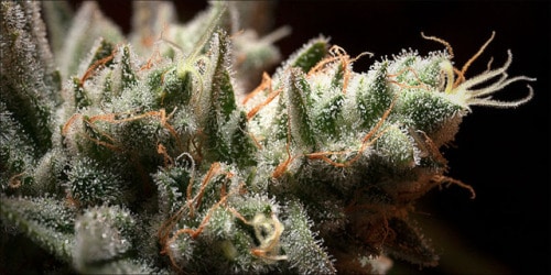 What are terpenes are what do they do in cannabis?