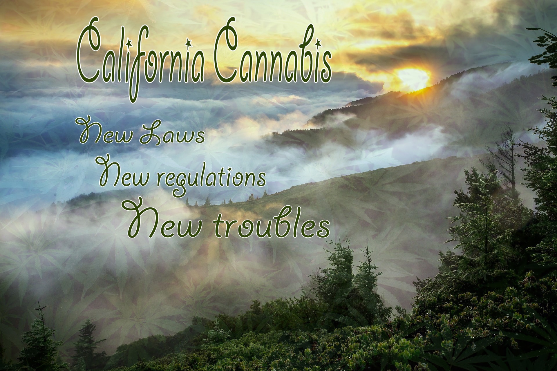 california cannabis laws mean new struggles for growers