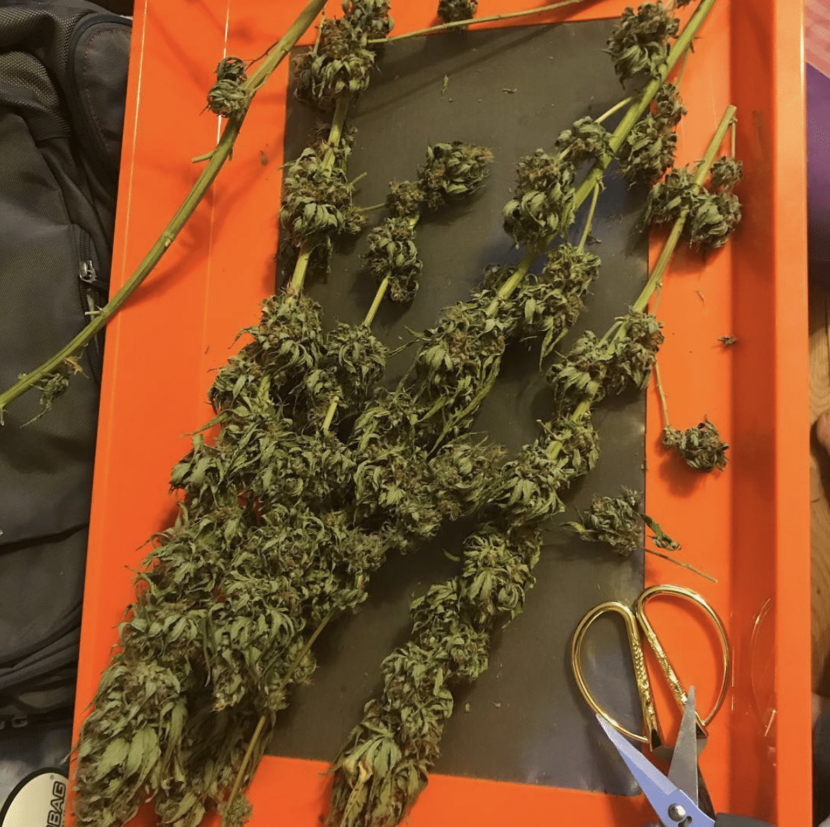 trimming cannabis by hand