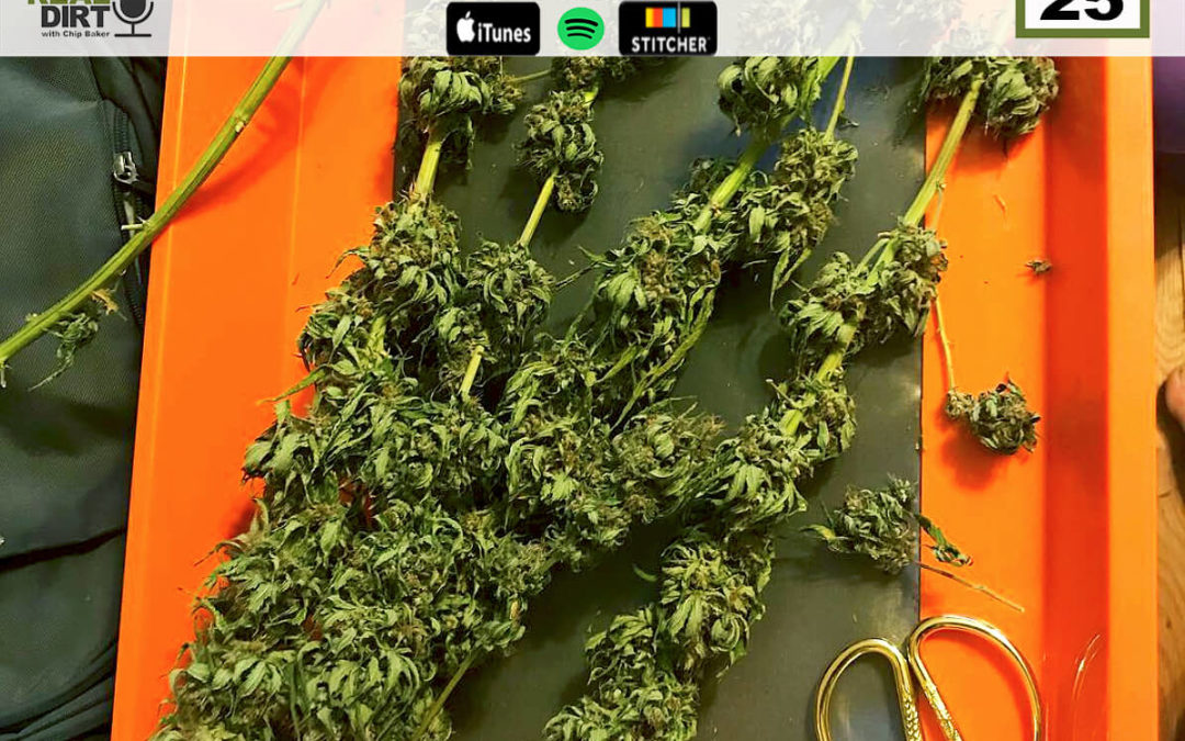 Harvesting Cannabis: Harvest Special Pt. 1