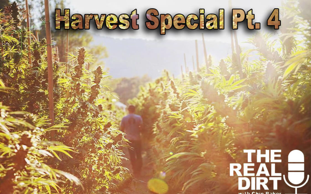 Cannabis Culture and Community: Harvest Special Pt. 4