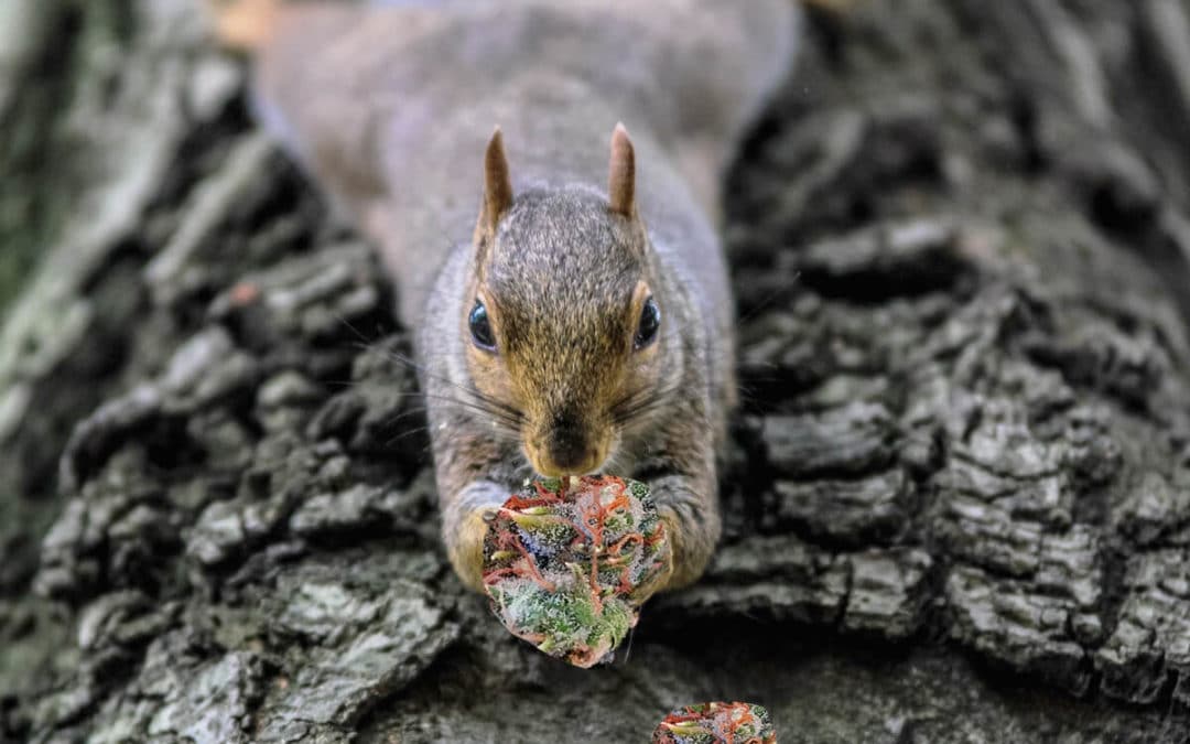 Refugee Squirrels Wreak Havoc on Cannabis Farmers