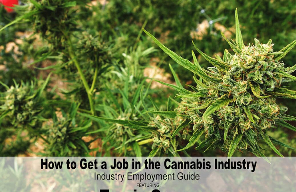 Getting Cannabis Industry Jobs: Industry Employment Guide