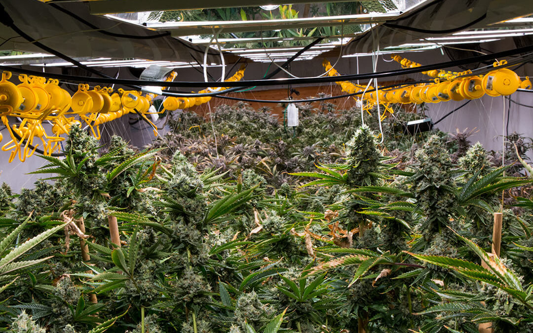 4 Issues Cannabis Growers Deal With
