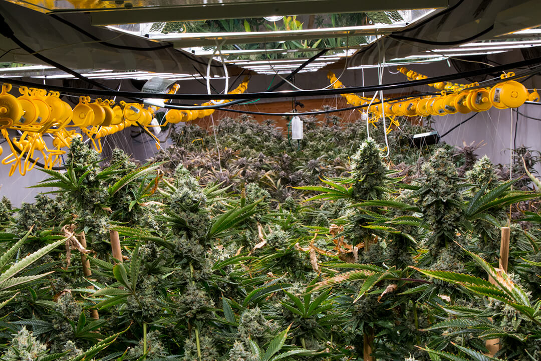 cannabis growers face a few different issues in the grow