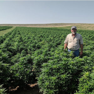 farmers are entering the legal hemp industry