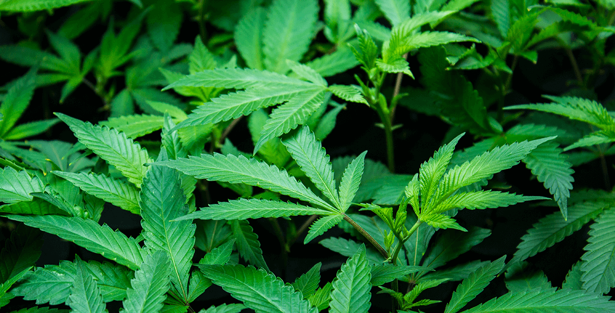 Growing marijuana clones outdoors