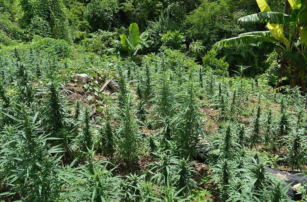 Jamaican Cannabis Rundown: Laws and Culture Explained