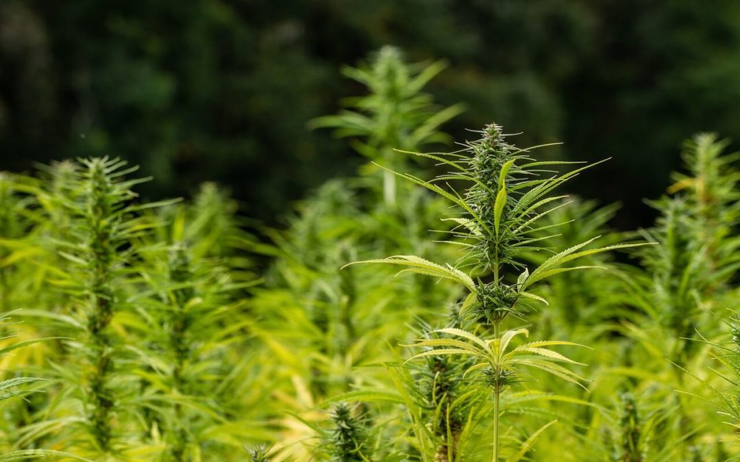 First Year of Industrial Hemp: Is it Booming or Bust?