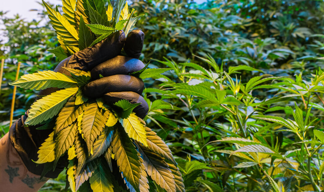 how to prune cannabis plants