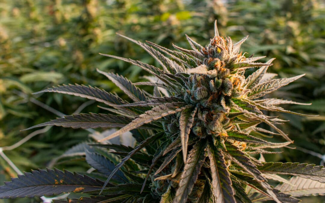 Arizona Recreational Cannabis Marijuana Regulations Draft Released