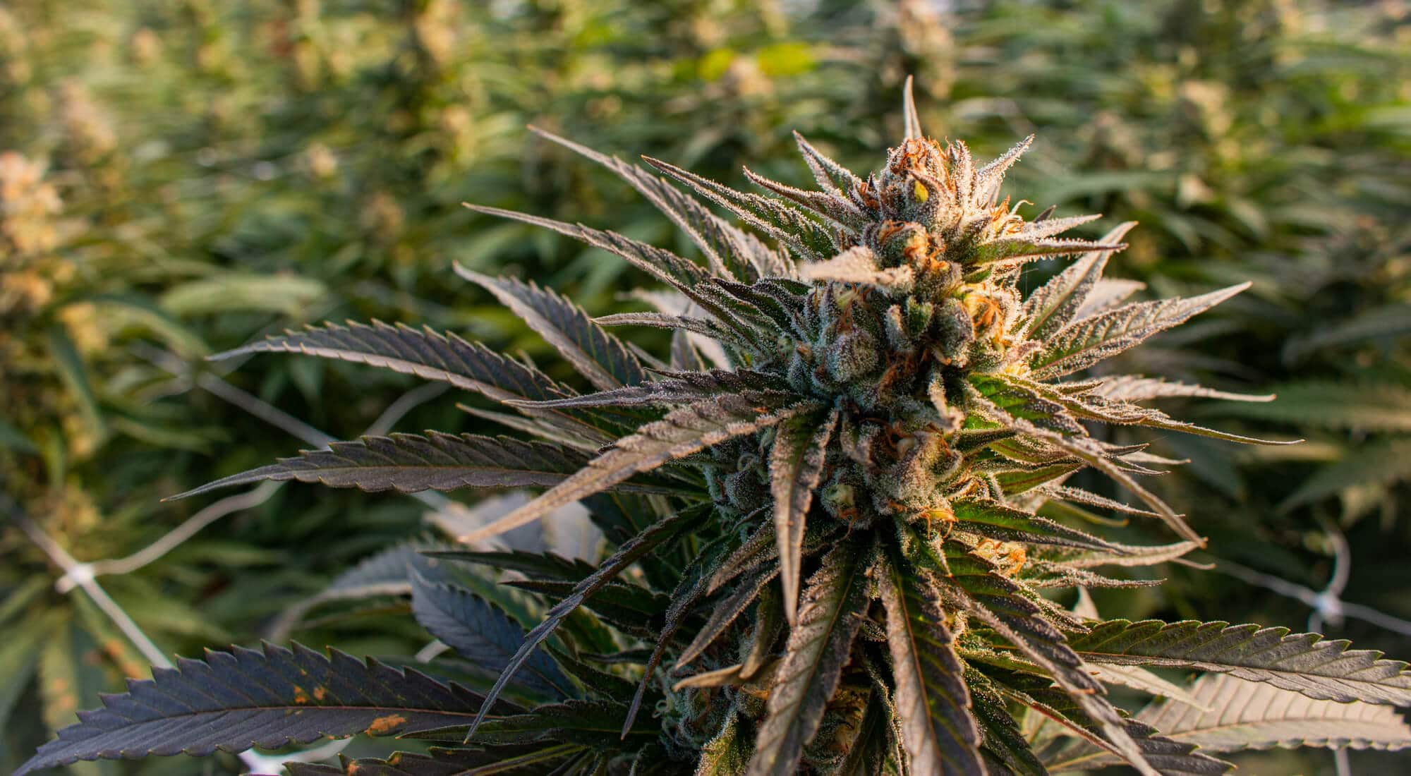 Arizona recreational cannabis regulation drafts have been released
