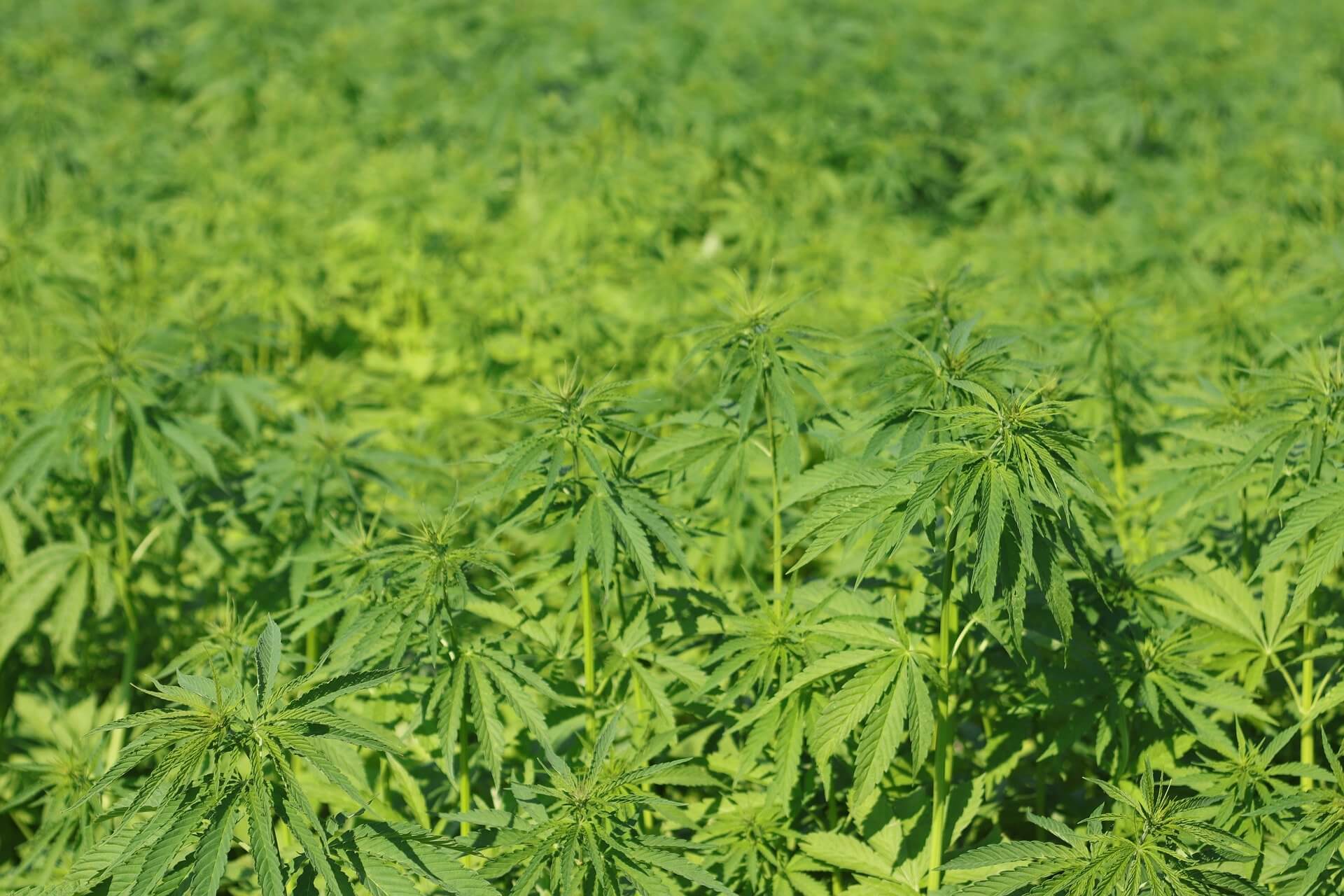 farmers are harvesting hemp in Texas for the first time in decades