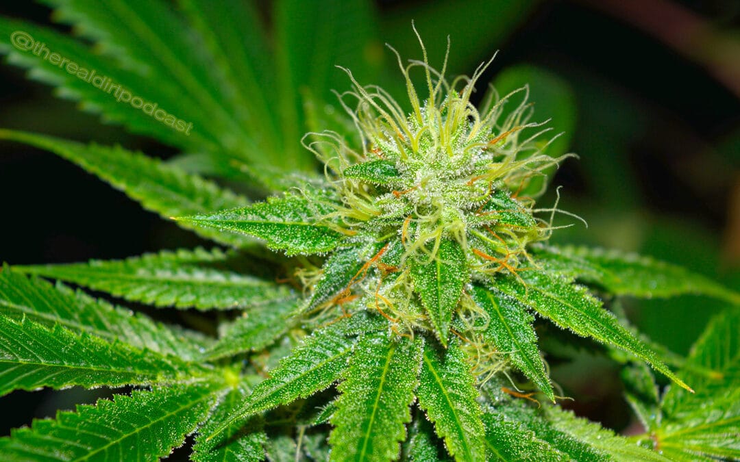 Montana Recreational Cannabis Officially Legal