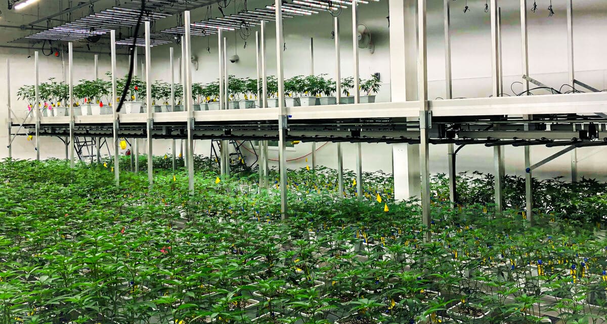 UK Cannabis Cultivation license granted for first time in over 20 years