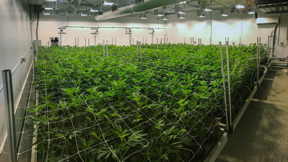 Using low stress training and high stress training to increase cannabis yields