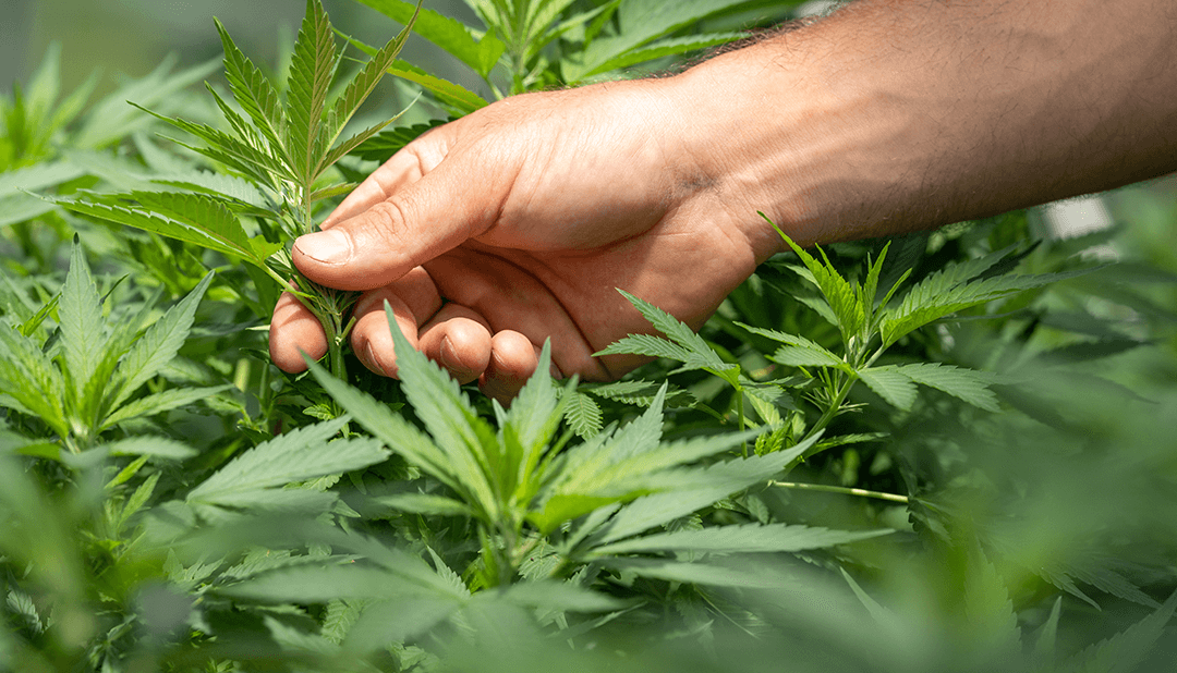 Virginia Lawmaker Introduces Bill To Legalize Marijuana In 2021