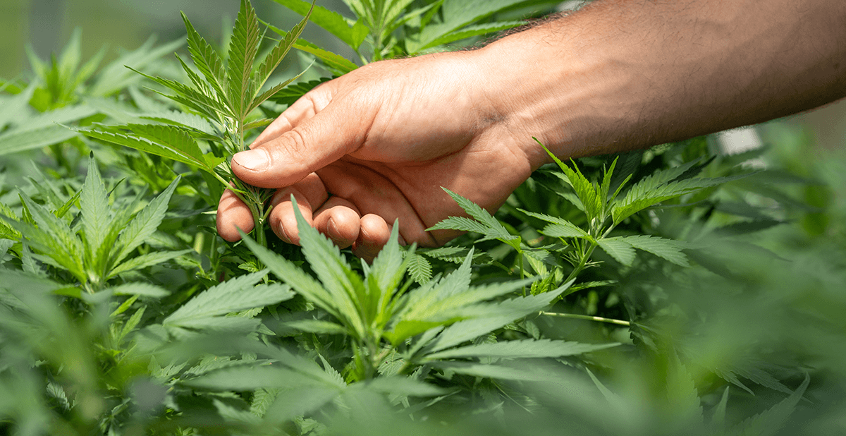 Virginia cannabis legalization bill is introduced for 2021