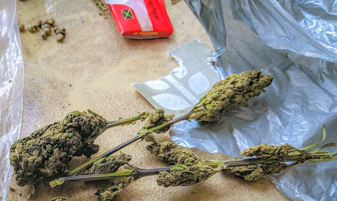 Jamaica faces marijuana shortage as farmers struggle