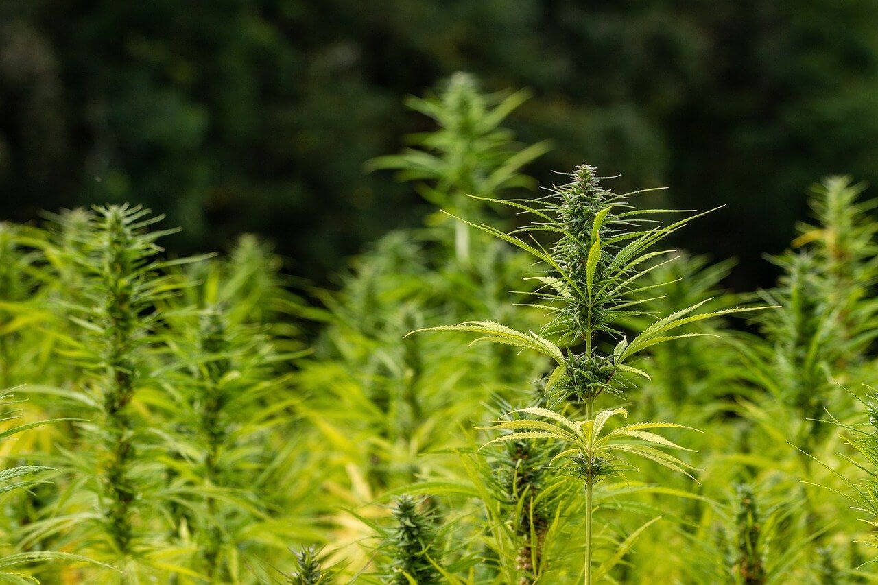 Texas lifts smokable hemp ban but it can't be grown in state