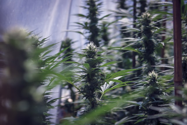 Three in four California cannabis companies aren’t licensed