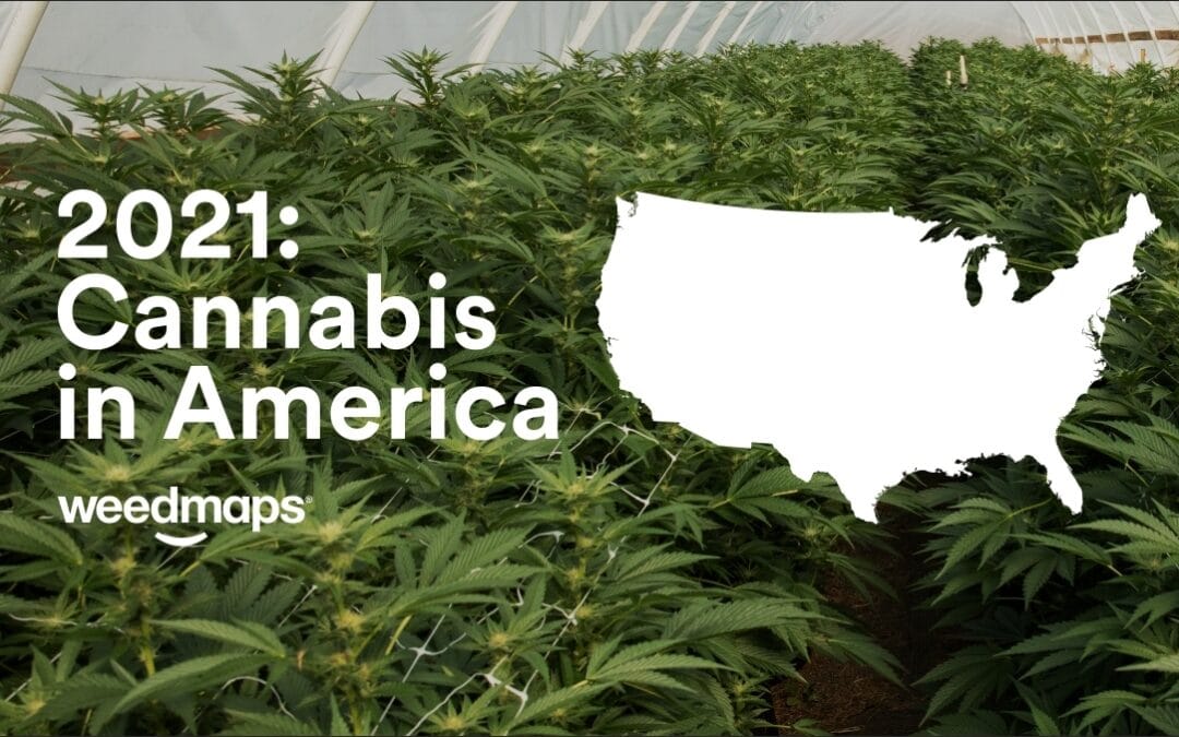 Weedmaps Releases First Data & Insights Report