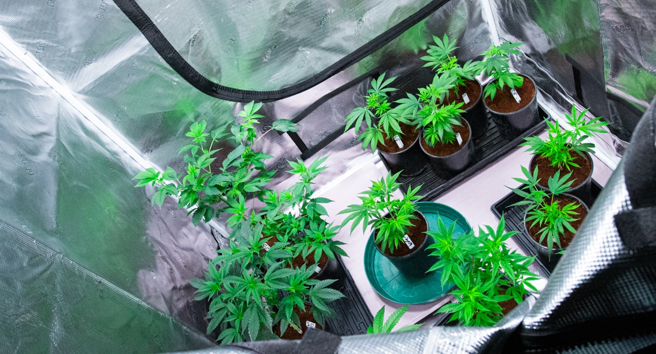 how to set up an indoor grow tent for cannabis