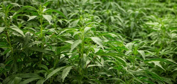 mississippi medical marijuana bill introduced into state senate