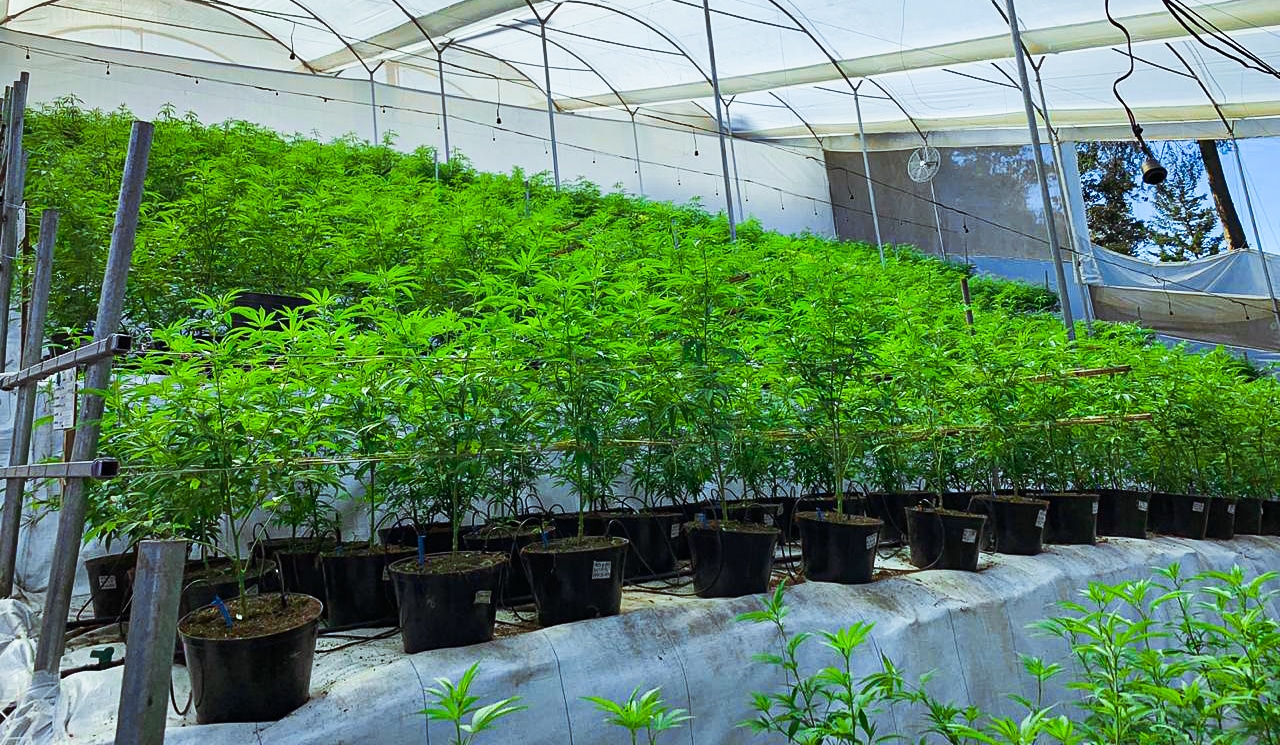 provincial cannabis licenses in California news