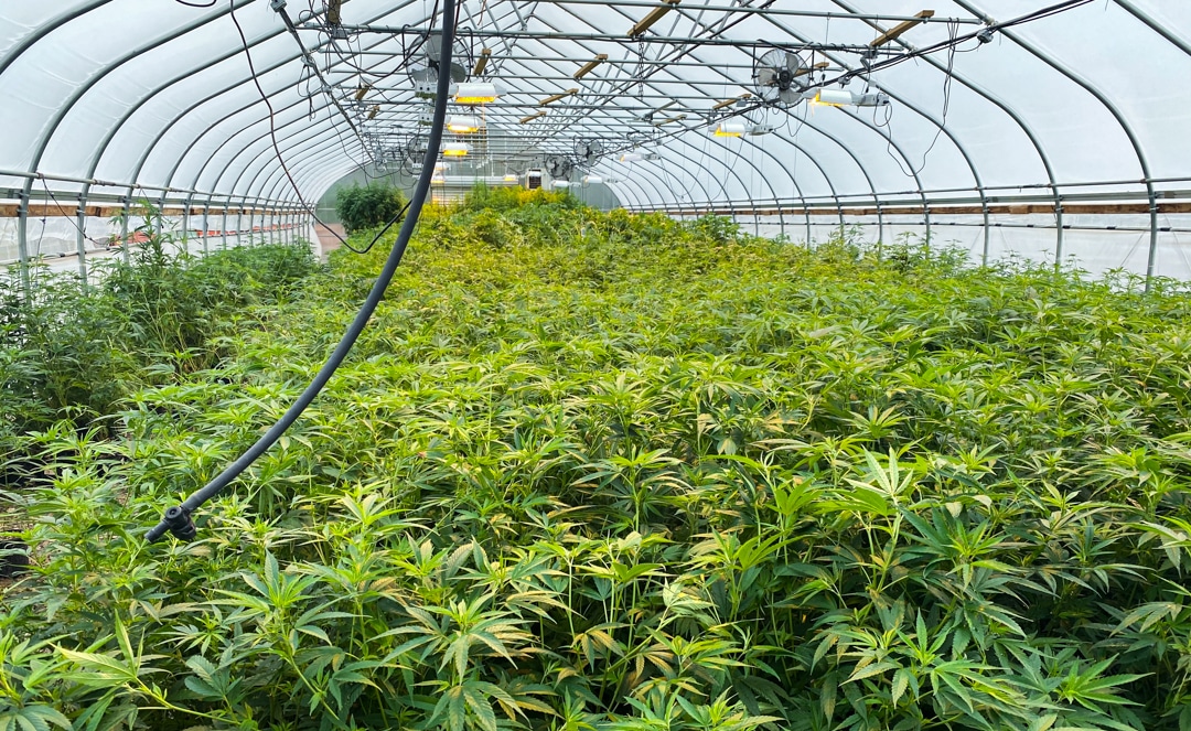 New York passes conditional cannabis cultivation licenses