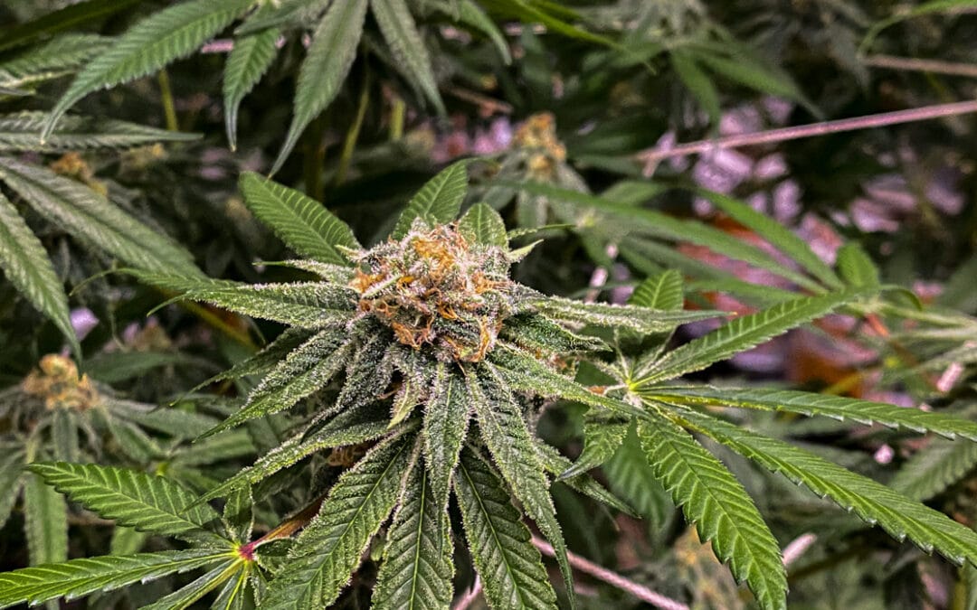 Oklahoma cannabis legalization may be on November ballot