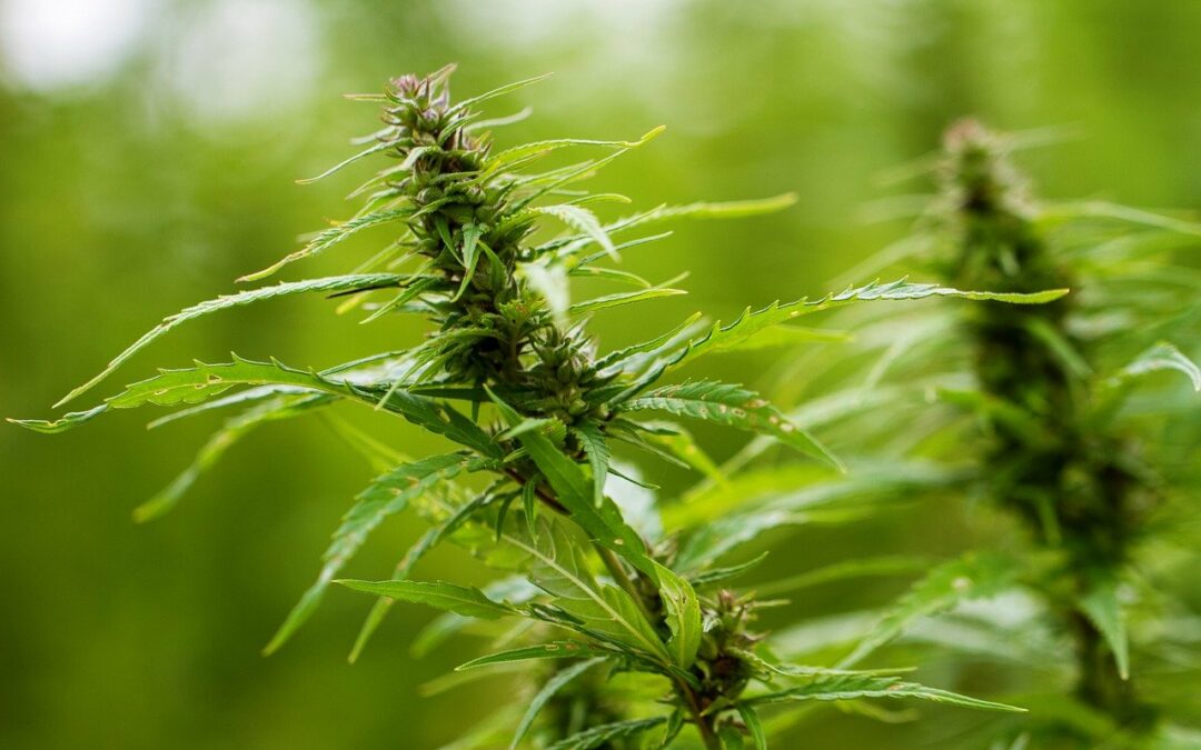 Governor Vetoes Delaware Cannabis Legalization Bill