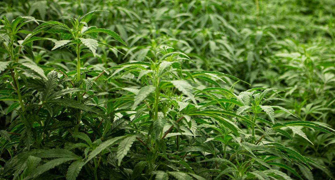 North Carolina medical cannabis legalization
