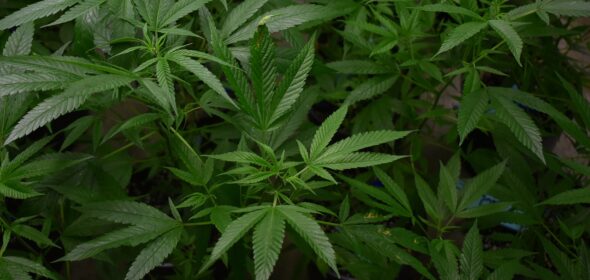 Mississippi medical cannabis legalization
