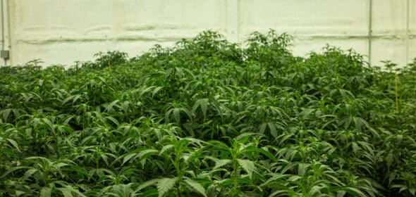 Connecticut cannabis cultivation license