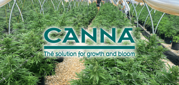 canna nutrients review, cannabis nutrients
