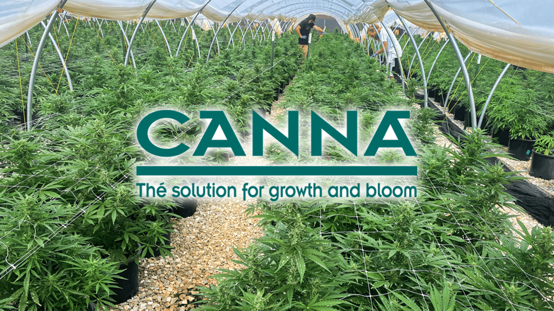 canna nutrients review, cannabis nutrients