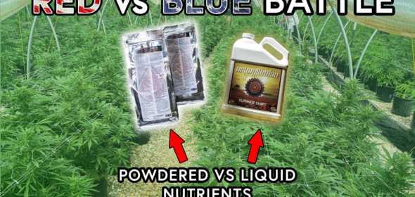 powdered vs liquid nutrients, liquid fertilizer or powdered fertilizer for cannabis